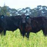 Angus