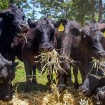 cows -1