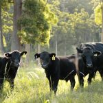 Cattle For Blog