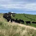 Regenerative Farming: Key Practices & Importance in Australia