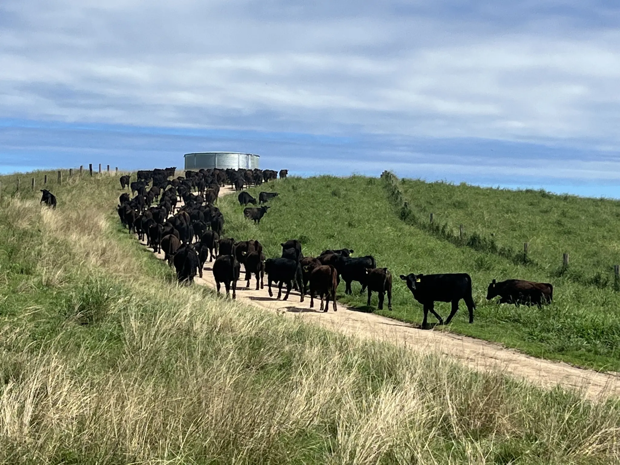 Regenerative Farming: Key Practices & Importance in Australia